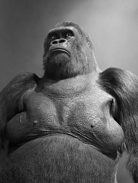 nhm londen 4-2018 5172